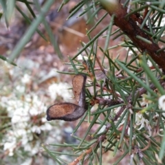 Hakea decurrens at Jerrabomberra, NSW - 18 Sep 2016 02:03 PM