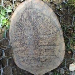 Chelodina longicollis (Eastern Long-necked Turtle) at Mulligans Flat - 19 Sep 2016 by CedricBear