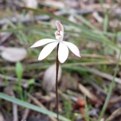 Caladenia fuscata (Dusky Fingers) at Mount Jerrabomberra - 18 Sep 2016 by roachie