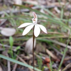 Caladenia fuscata at Jerrabomberra, NSW - 18 Sep 2016