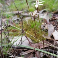 Caladenia fuscata at Jerrabomberra, NSW - 18 Sep 2016