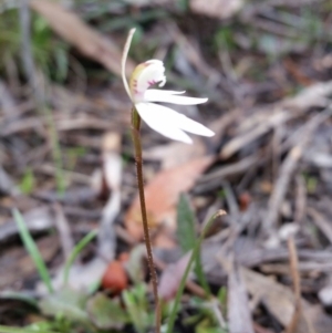 Caladenia fuscata at Jerrabomberra, NSW - suppressed