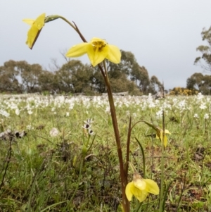 Diuris chryseopsis at Sutton, NSW - 19 Sep 2016