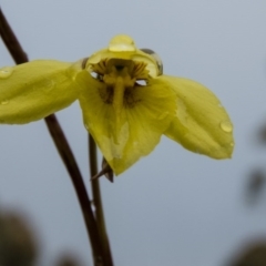 Diuris chryseopsis at Sutton, NSW - 19 Sep 2016