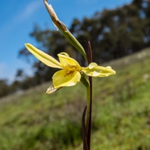 Diuris chryseopsis at Gungahlin, ACT - 19 Sep 2016