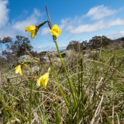 Diuris chryseopsis (Golden Moth) at Gungahlin, ACT - 19 Sep 2016 by CedricBear