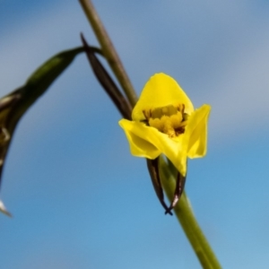 Diuris chryseopsis at Gungahlin, ACT - suppressed