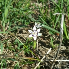 Wurmbea dioica subsp. dioica (Early Nancy) at Belconnen, ACT - 16 Sep 2016 by nic.jario