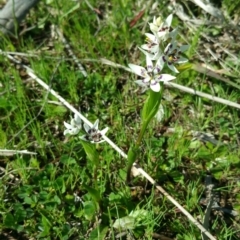 Wurmbea dioica subsp. dioica (Early Nancy) at Kama - 15 Sep 2016 by nic.mikhailovich