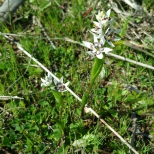 Wurmbea dioica subsp. dioica at Molonglo River Reserve - 16 Sep 2016