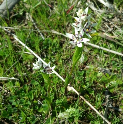 Wurmbea dioica subsp. dioica (Early Nancy) at Belconnen, ACT - 16 Sep 2016 by nic.jario