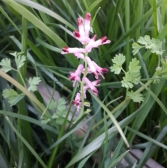 Fumaria muralis subsp. muralis (Wall Fumitory) at Queanbeyan West, NSW - 18 Sep 2016 by Speedsta