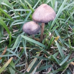 Panaeolus sp. (Panaeolus) at Queanbeyan West, NSW - 19 Sep 2016 by Speedsta