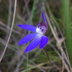 Cyanicula caerulea (Blue Fingers, Blue Fairies) at Aranda Bushland - 19 Sep 2016 by JasonC