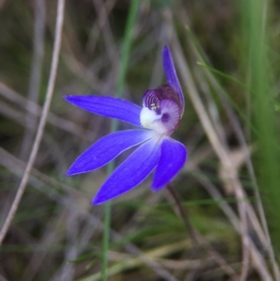 Cyanicula caerulea (Blue Fingers, Blue Fairies) at Belconnen, ACT - 19 Sep 2016 by JasonC