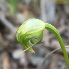 Pterostylis nutans (Nodding Greenhood) at Belconnen, ACT - 19 Sep 2016 by JasonC
