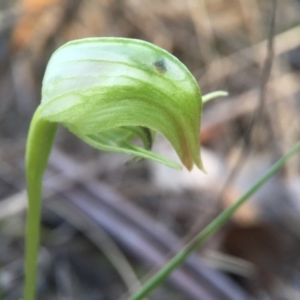 Pterostylis nutans at Belconnen, ACT - suppressed