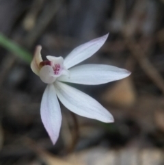 Caladenia fuscata (Dusky Fingers) at Aranda Bushland - 19 Sep 2016 by JasonC