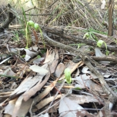 Pterostylis nutans (Nodding Greenhood) at Aranda Bushland - 19 Sep 2016 by JasonC