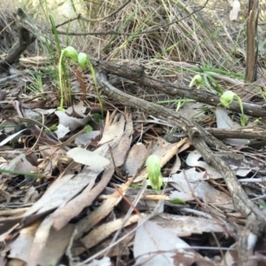 Pterostylis nutans at Belconnen, ACT - suppressed