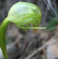 Pterostylis nutans at Belconnen, ACT - 19 Sep 2016