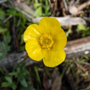 Ranunculus lappaceus at Gungahlin, ACT - 19 Sep 2016