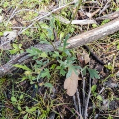 Ranunculus lappaceus at Gungahlin, ACT - 19 Sep 2016