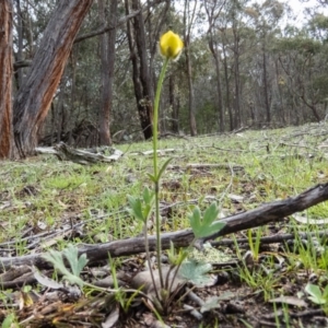 Ranunculus lappaceus at Gungahlin, ACT - 19 Sep 2016