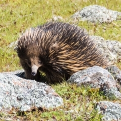 Tachyglossus aculeatus (Short-beaked Echidna) at Gungahlin, ACT - 19 Sep 2016 by CedricBear