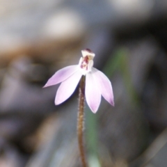 Caladenia fuscata (Dusky Fingers) at QPRC LGA - 16 Sep 2016 by roymcd