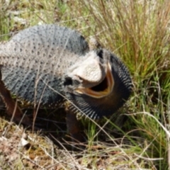 Pogona barbata (Eastern Bearded Dragon) at Fraser, ACT - 19 Sep 2016 by Rosie