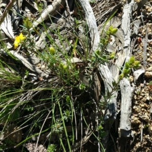 Hibbertia sp. at Stromlo, ACT - 19 Sep 2016 01:16 PM