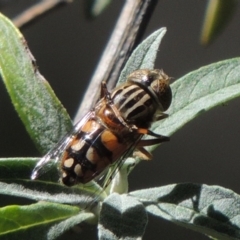 Eristalinus punctulatus (Golden Native Drone Fly) at Conder, ACT - 6 Feb 2015 by michaelb