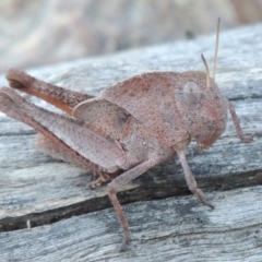 Goniaea australasiae (Gumleaf grasshopper) at Tennent, ACT - 31 Dec 2014 by michaelb