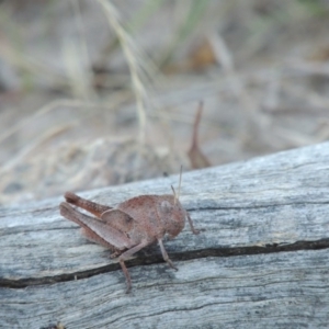 Goniaea australasiae at Tennent, ACT - 31 Dec 2014 07:33 PM