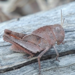 Goniaea australasiae at Tennent, ACT - 31 Dec 2014 07:33 PM