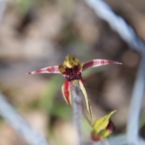 Caladenia actensis at suppressed - suppressed