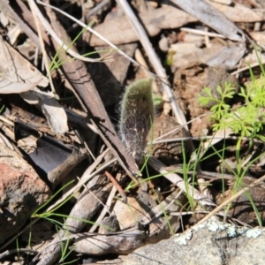 Caladenia actensis at suppressed - suppressed