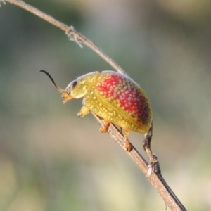 Paropsisterna fastidiosa at Paddys River, ACT - 15 Oct 2015 06:39 PM