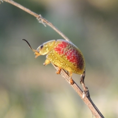 Paropsisterna fastidiosa (Eucalyptus leaf beetle) at Paddys River, ACT - 15 Oct 2015 by michaelb