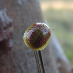 Paropsisterna fastidiosa at Paddys River, ACT - 15 Oct 2015