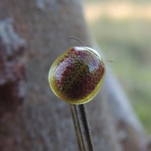 Paropsisterna fastidiosa at Paddys River, ACT - 15 Oct 2015 06:39 PM