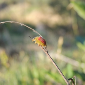 Paropsisterna fastidiosa at Paddys River, ACT - 15 Oct 2015