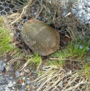 Chelodina longicollis at Franklin, ACT - 20 Sep 2016