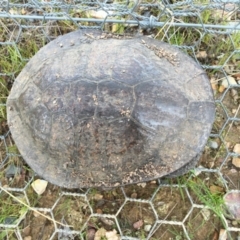 Chelodina longicollis (Eastern Long-necked Turtle) at Gungahlin, ACT - 20 Sep 2016 by CedricBear