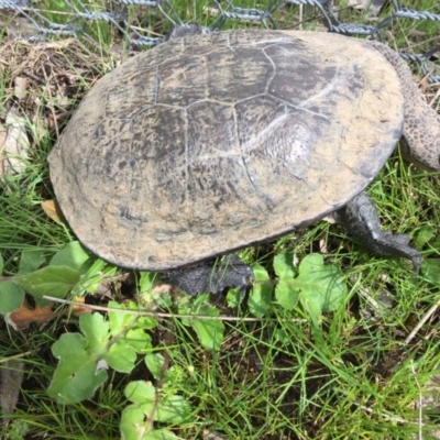 Chelodina longicollis (Eastern Long-necked Turtle) at Gungahlin, ACT - 20 Sep 2016 by CedricBear