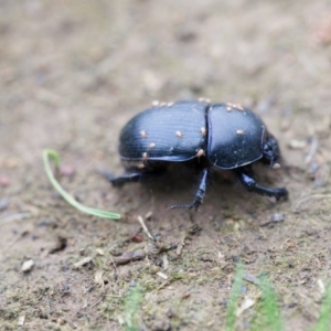 Geotrupes spiniger at Murrumbateman, NSW - 20 Sep 2016 05:26 PM