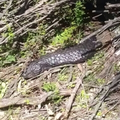 Tiliqua rugosa (Shingleback Lizard) at Mount Majura - 19 Sep 2016 by DerekC