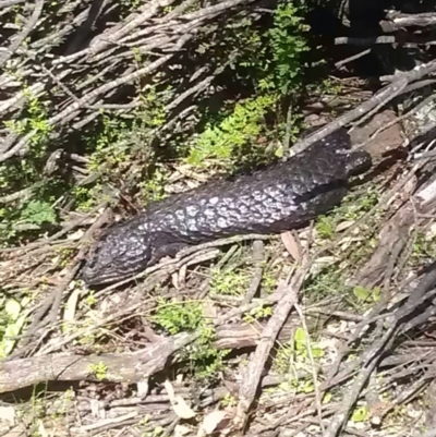 Tiliqua rugosa (Shingleback Lizard) at Majura, ACT - 19 Sep 2016 by DerekC