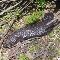 Tiliqua rugosa at Majura, ACT - 19 Sep 2016